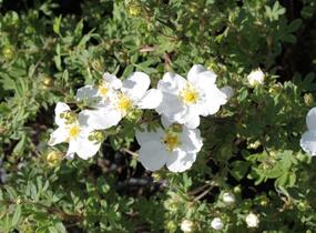 Mochna křovitá 'Abbotswood' - Potentilla fruticosa 'Abbotswood'