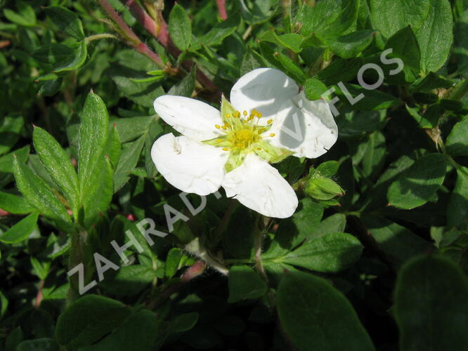 Mochna křovitá 'Abbotswood' - Potentilla fruticosa 'Abbotswood'