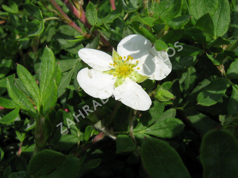 Mochna křovitá 'Abbotswood' - Potentilla fruticosa 'Abbotswood'