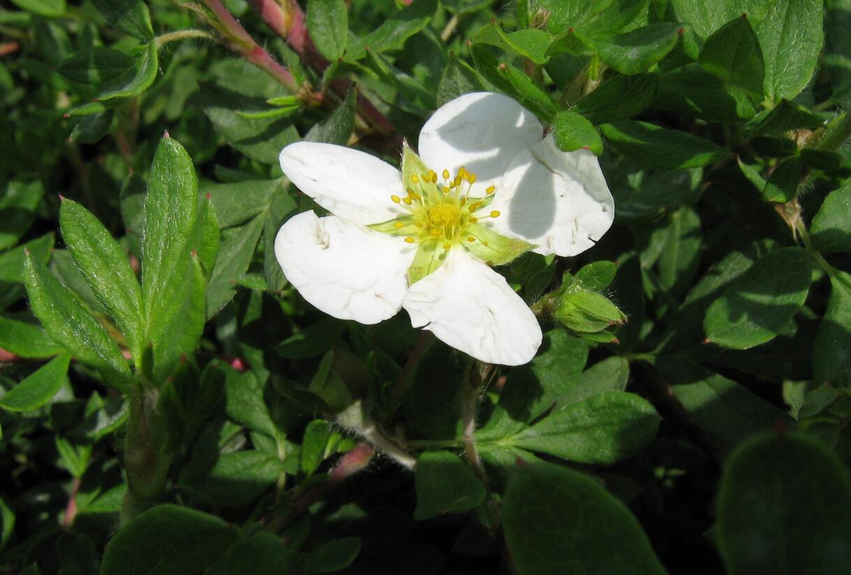 Mochna křovitá 'Abbotswood' - Potentilla fruticosa 'Abbotswood'