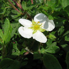 Mochna křovitá 'Abbotswood' - Potentilla fruticosa 'Abbotswood'