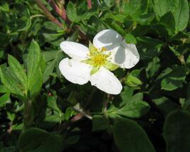 Mochna křovitá 'Abbotswood'