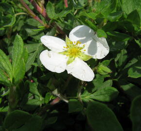 Mochna křovitá 'Abbotswood' - Potentilla fruticosa 'Abbotswood'