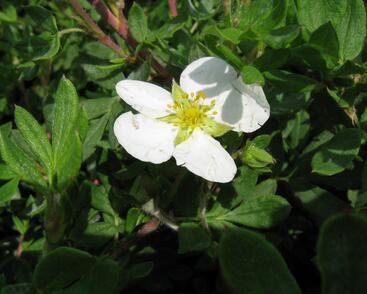 Mochna křovitá 'Abbotswood'