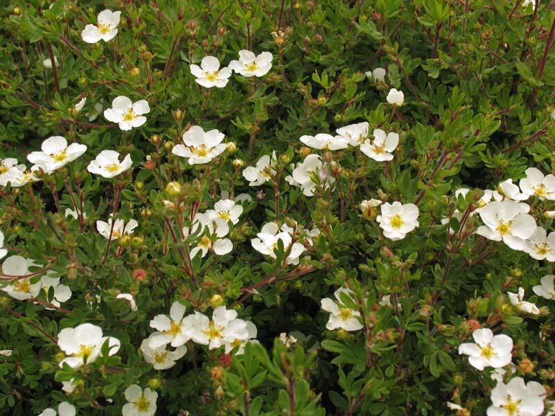 Mochna křovitá 'Abbotswood' - Potentilla fruticosa 'Abbotswood'