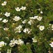 Mochna křovitá 'Abbotswood' - Potentilla fruticosa 'Abbotswood'