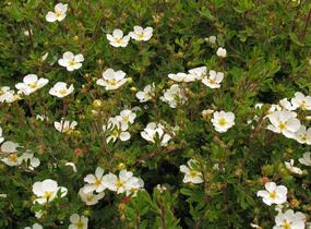 Mochna křovitá 'Abbotswood' - Potentilla fruticosa 'Abbotswood'