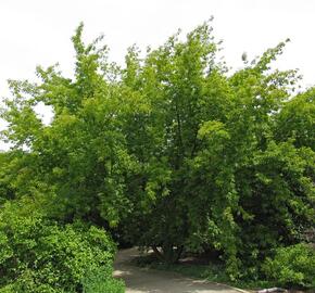 Javor jasanolistý - Acer negundo