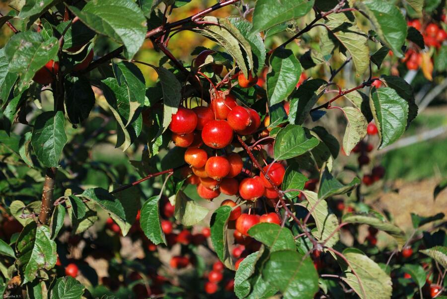 Okrasná jabloň 'Evereste' - Malus 'Evereste'