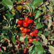 Jabloň okrasná 'Evereste' - Malus 'Evereste'