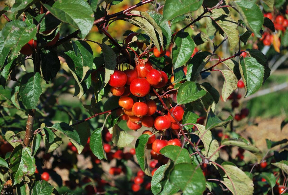 Jabloň okrasná 'Evereste' - Malus 'Evereste'