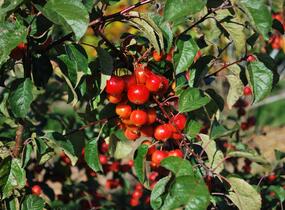 Jabloň okrasná 'Evereste' - Malus 'Evereste'