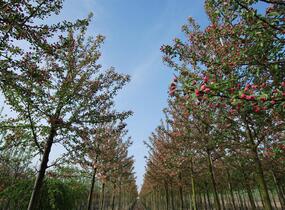 Jabloň okrasná 'Evereste' - Malus 'Evereste'