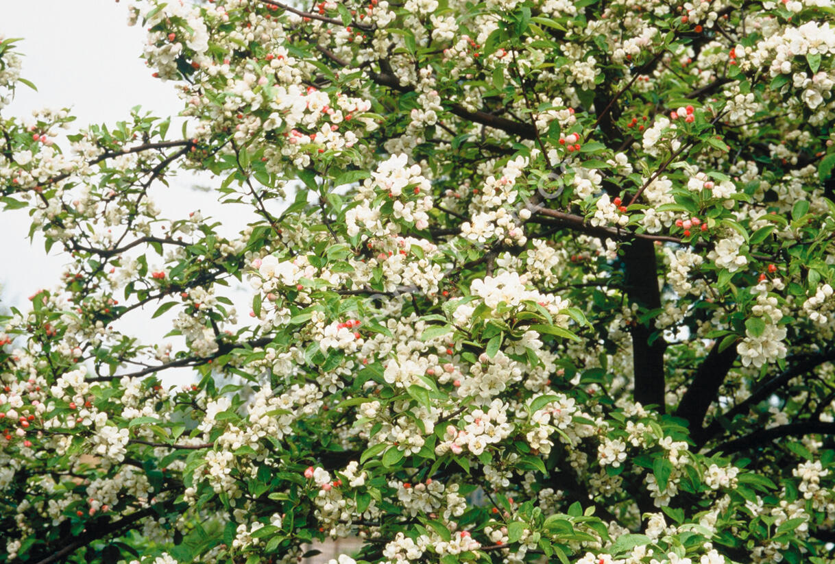 Jabloň okrasná 'Evereste' - Malus 'Evereste'