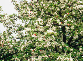 Jabloň okrasná 'Evereste' - Malus 'Evereste'