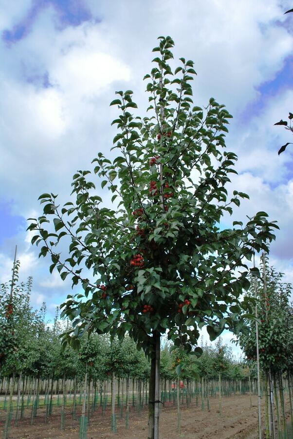 Jabloň okrasná 'Evereste' - Malus 'Evereste'