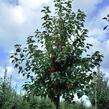 Jabloň okrasná 'Evereste' - Malus 'Evereste'