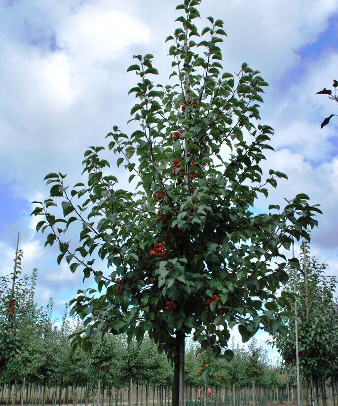 Jabloň okrasná 'Evereste' - Malus 'Evereste'