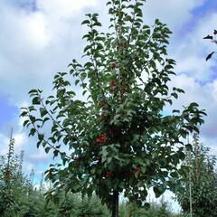 Jabloň okrasná 'Evereste' - Malus 'Evereste'