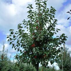 Okrasná jabloň 'Evereste' - Malus 'Evereste'