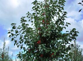 Jabloň okrasná 'Evereste' - Malus 'Evereste'