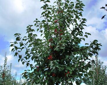 Jabloň okrasná 'Evereste'