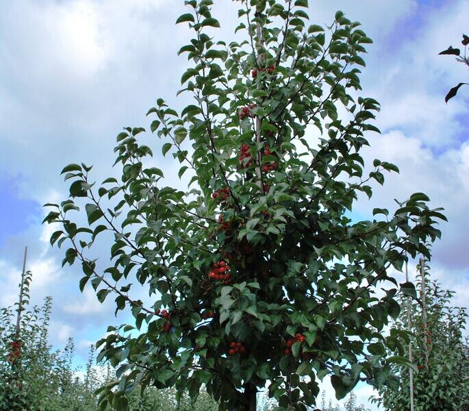 Jabloň okrasná 'Evereste' - Malus 'Evereste'