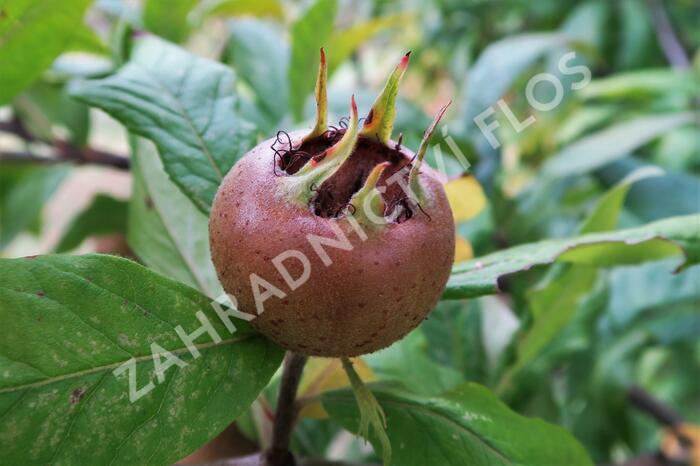 Mišpule obecná - Mespilus germanica