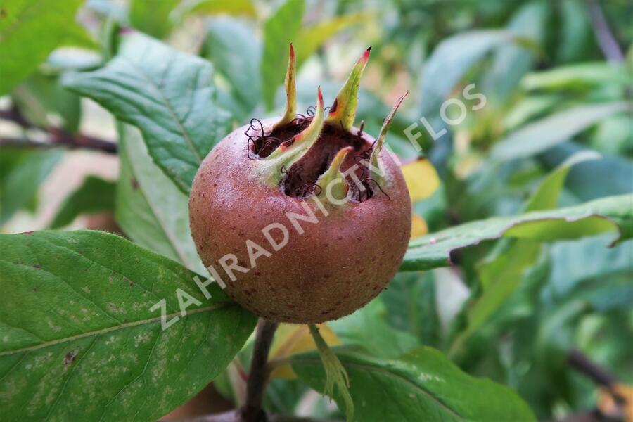 Mišpule obecná - Mespilus germanica