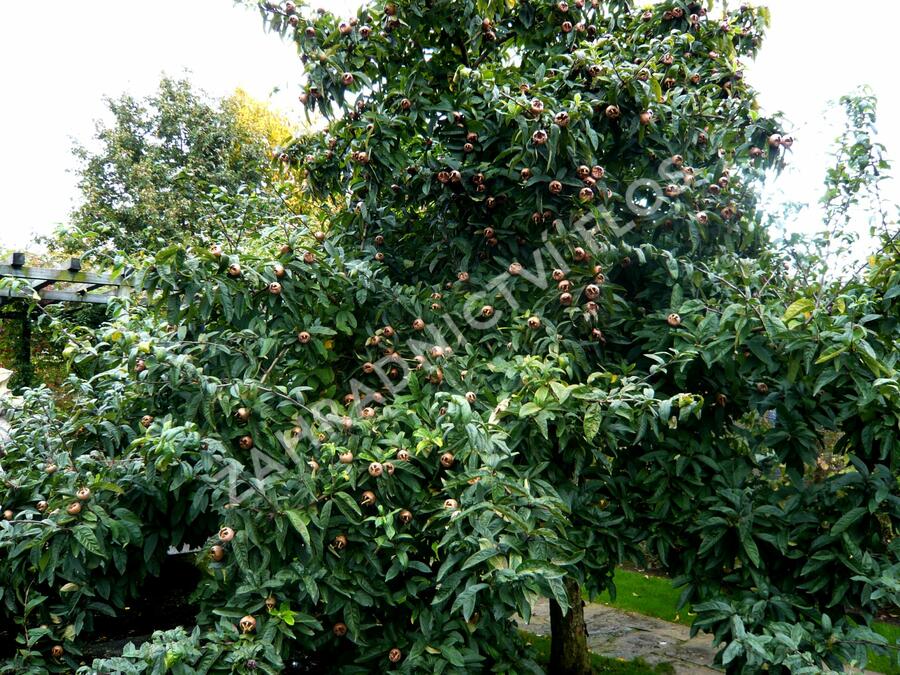 Mišpule obecná - Mespilus germanica