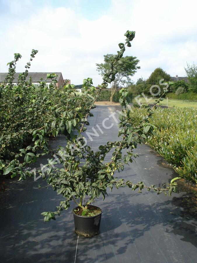 Mišpule obecná - Mespilus germanica