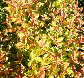 Vajgélie květnatá 'Wings of Fire' - Weigela florida 'Wings of Fire'