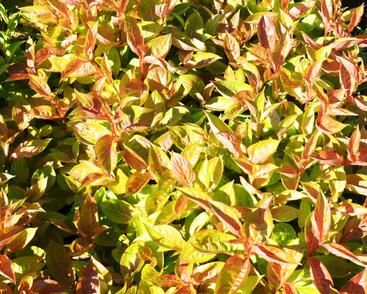 Vajgélie květnatá 'Wings of Fire'