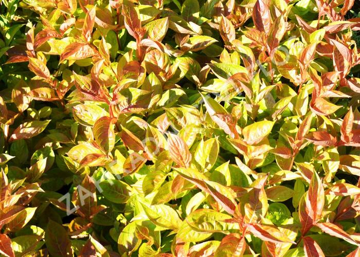 Vajgélie květnatá 'Wings of Fire' - Weigela florida 'Wings of Fire'