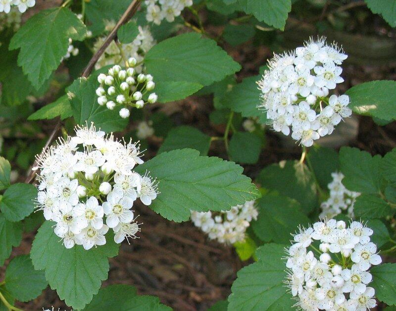 Tavola kalinolistá - Physocarpus opulifolius