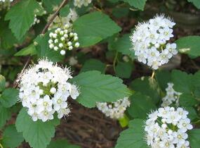 Tavola kalinolistá - Physocarpus opulifolius