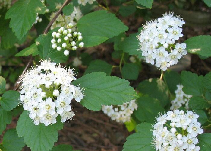 Tavola kalinolistá - Physocarpus opulifolius