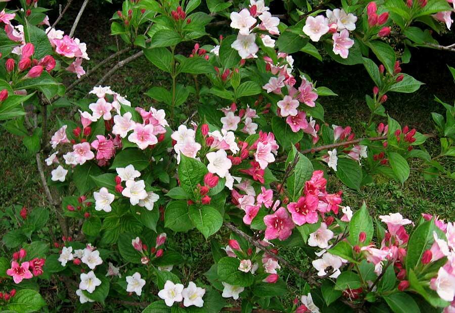 Vajgélie květnatá 'Carnaval' - Weigela florida 'Carnaval'