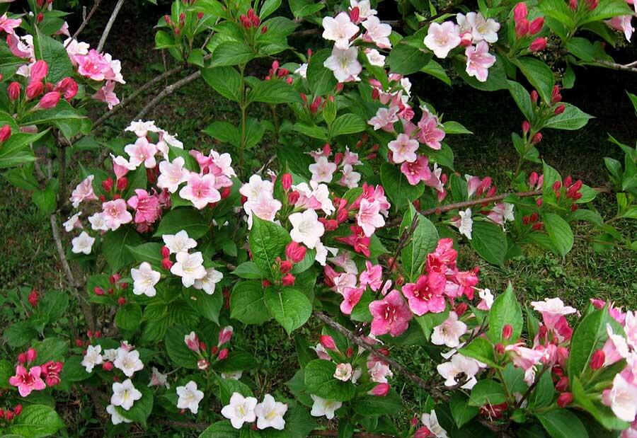 Vajgélie květnatá 'Carnaval' - Weigela florida 'Carnaval'