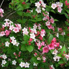 Vajgélie květnatá 'Carnaval' - Weigela florida 'Carnaval'