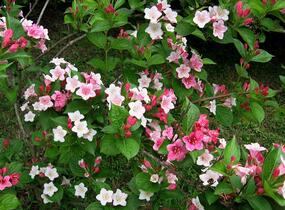 Vajgélie květnatá 'Carnaval' - Weigela florida 'Carnaval'