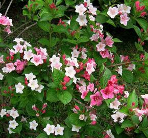 Vajgélie květnatá 'Carnaval' - Weigela florida 'Carnaval'