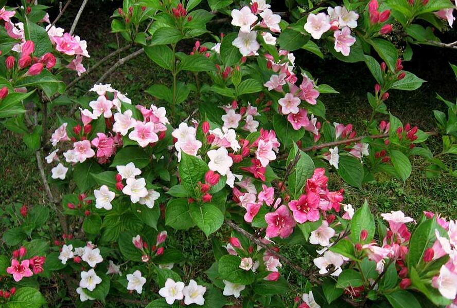 Vajgélie květnatá 'Carnaval' - Weigela florida 'Carnaval'