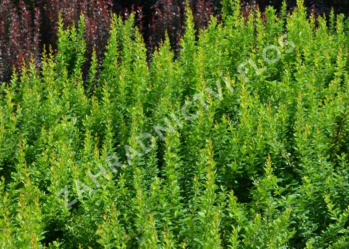Dřišťál Thunbergův 'Powwow' - Berberis thunbergii 'Powwow'