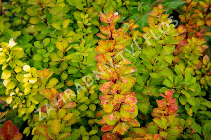 Dřišťál Thunbergův 'Powwow' - Berberis thunbergii 'Powwow'