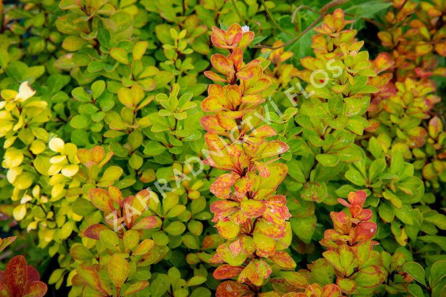 Dřišťál Thunbergův 'Powwow' - Berberis thunbergii 'Powwow'