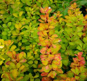 Dřišťál Thunbergův 'Powwow' - Berberis thunbergii 'Powwow'