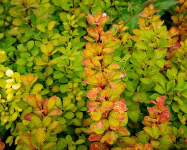 Dřišťál Thunbergův 'Powwow'