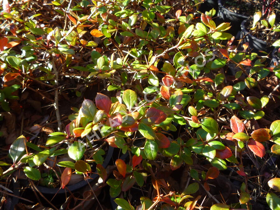 Dřišťál zimostrázový 'Dual Jewel' - Berberis media 'Dual Jewel'