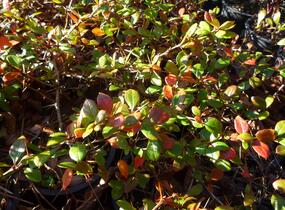 Dřišťál zimostrázový 'Dual Jewel' - Berberis media 'Dual Jewel'